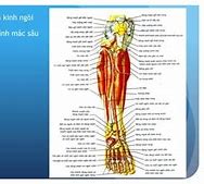 Cơ Dưới Gai Do Thần Kinh Nào Chi Phối